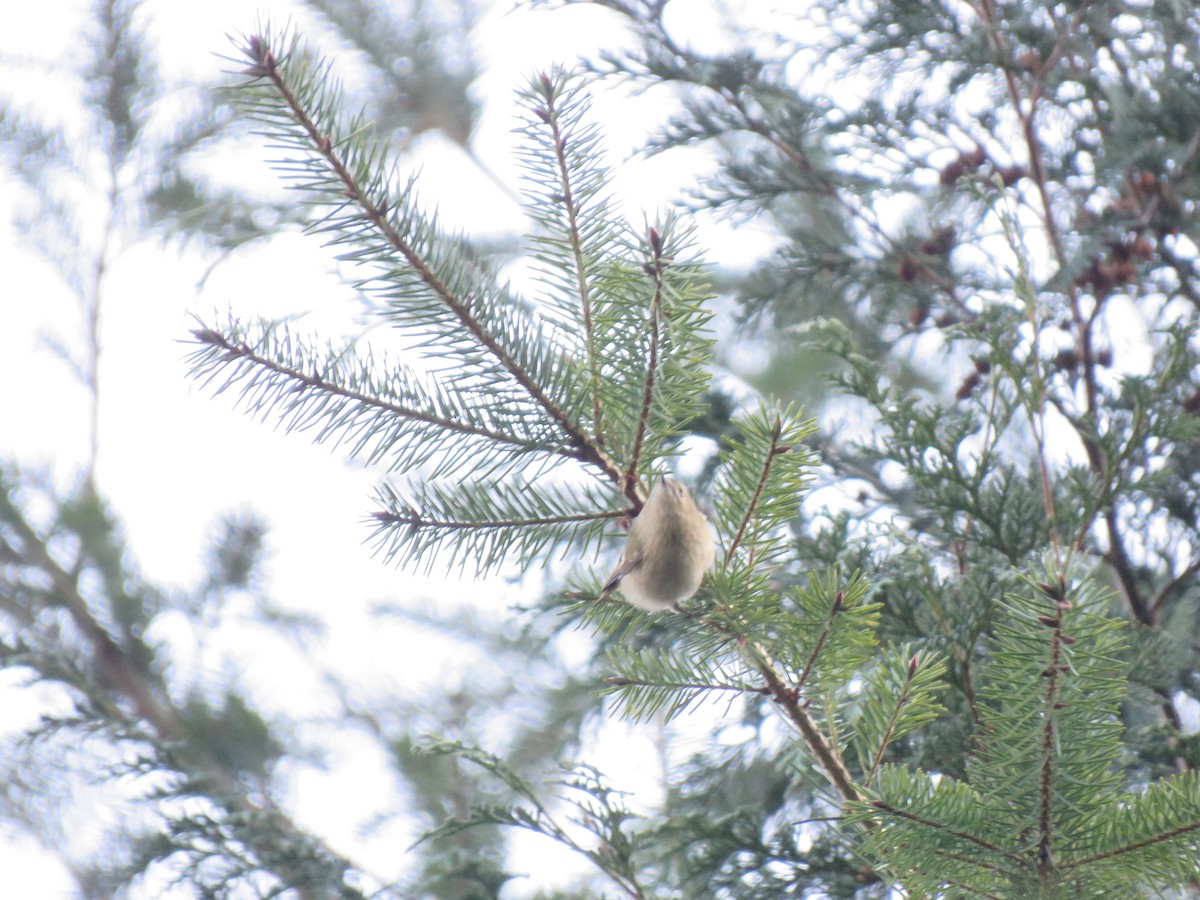 Goldcrest - ML46507621