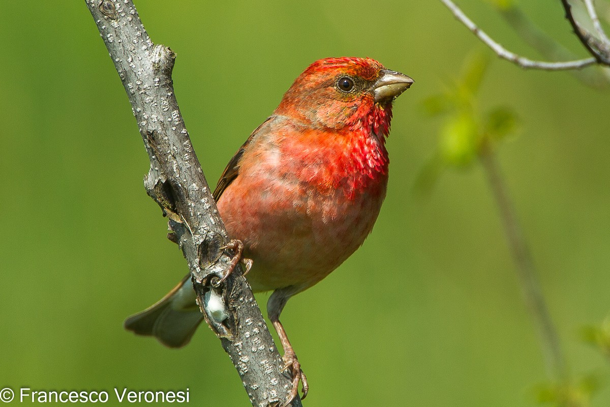 Common Rosefinch - ML465076231