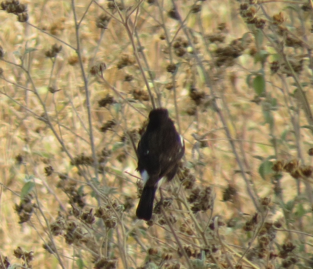 Jerdon's Bushchat - Bob Hargis