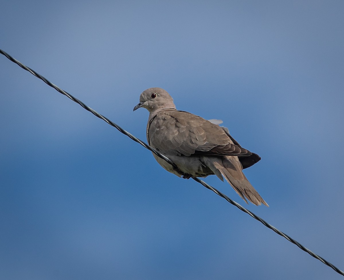 Eurasian Collared-Dove - ML465079591