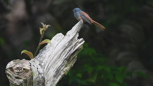 Rhipidure à tête bleue - ML465079931