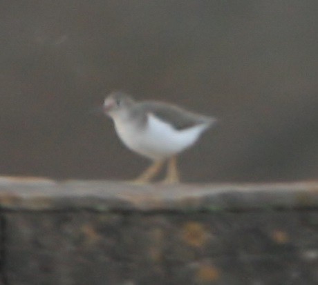 Spotted Sandpiper - ML46508041