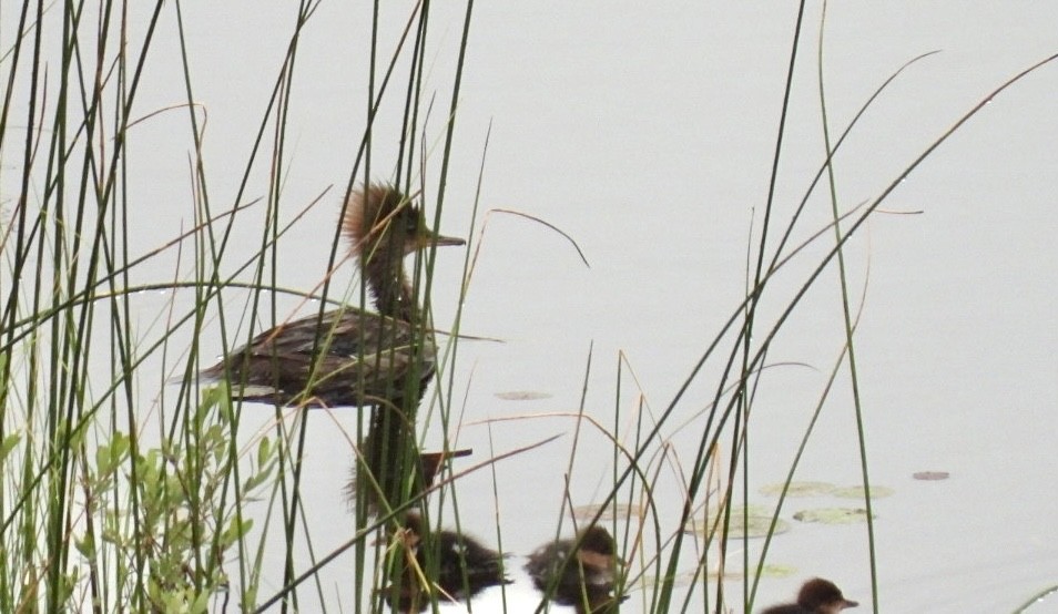 Hooded Merganser - ML465080941