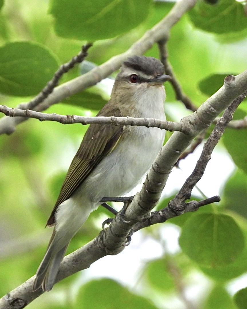 Red-eyed Vireo - Sara Nagel