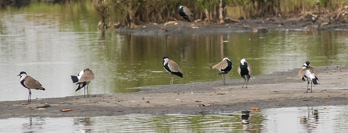 Spur-winged Lapwing - Peter Kennerley