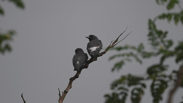 White-breasted Woodswallow - ML465082281