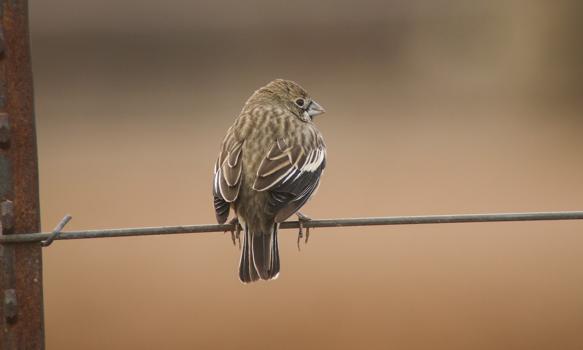 Lark Bunting - ML46508241