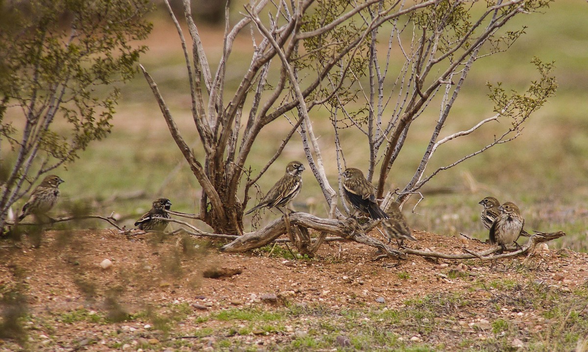 Lark Bunting - ML46508251