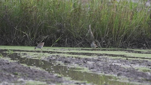 White-browed Crake - ML465083591