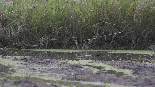 White-browed Crake - ML465083651