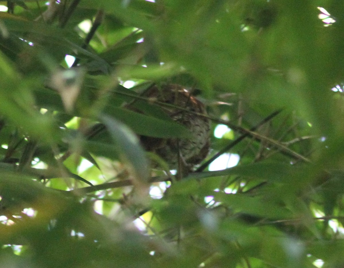 Puerto Rican Owl - ML465084271