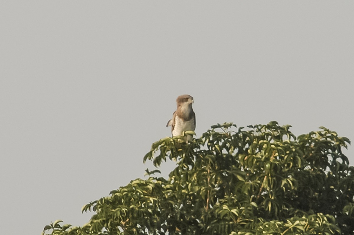 Beaudouin's Snake-Eagle - ML465085461