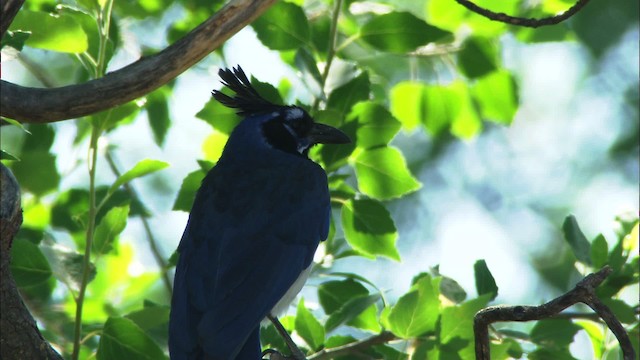 Black-throated Magpie-Jay - ML465087