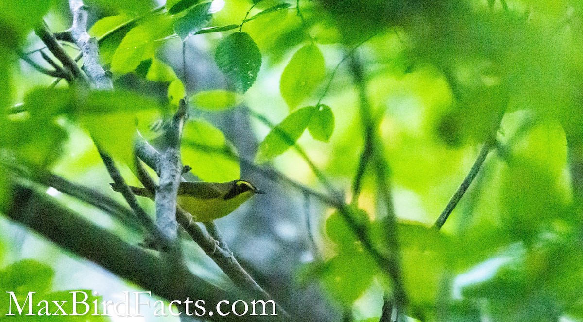 Kentucky Warbler - ML465087201