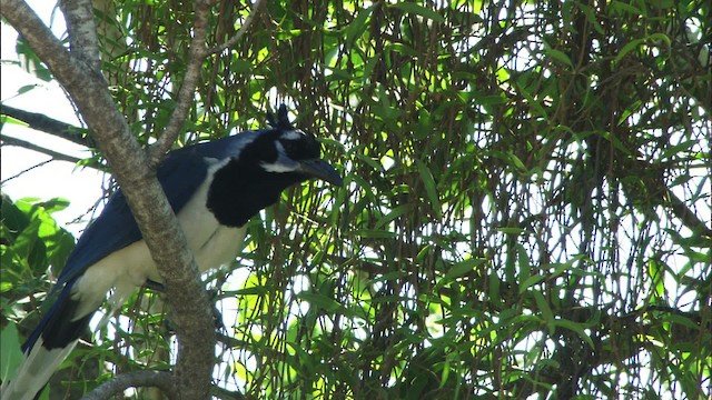 Black-throated Magpie-Jay - ML465089