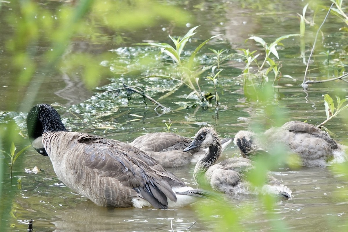 Canada Goose - ML465089071