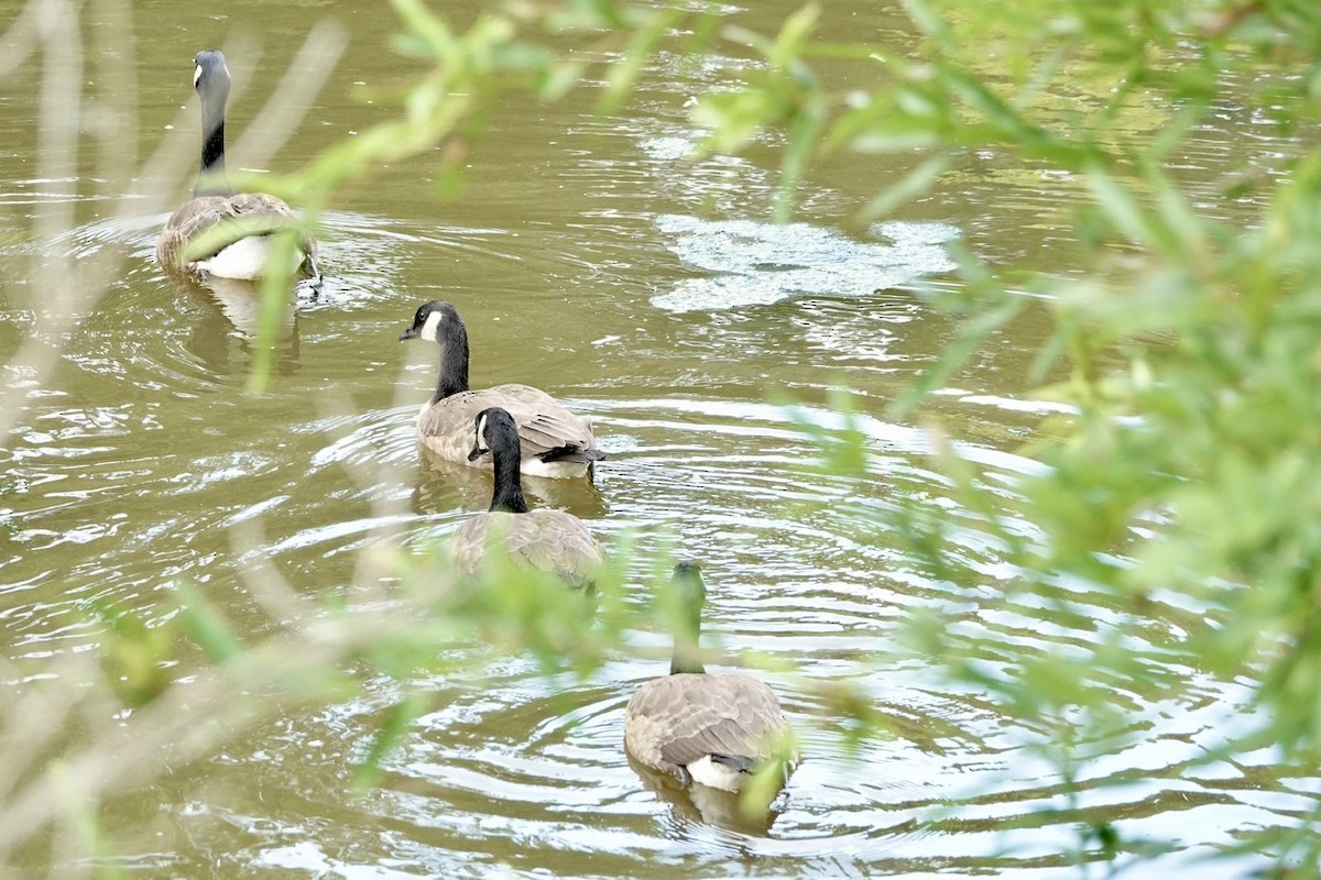 Canada Goose - ML465089111