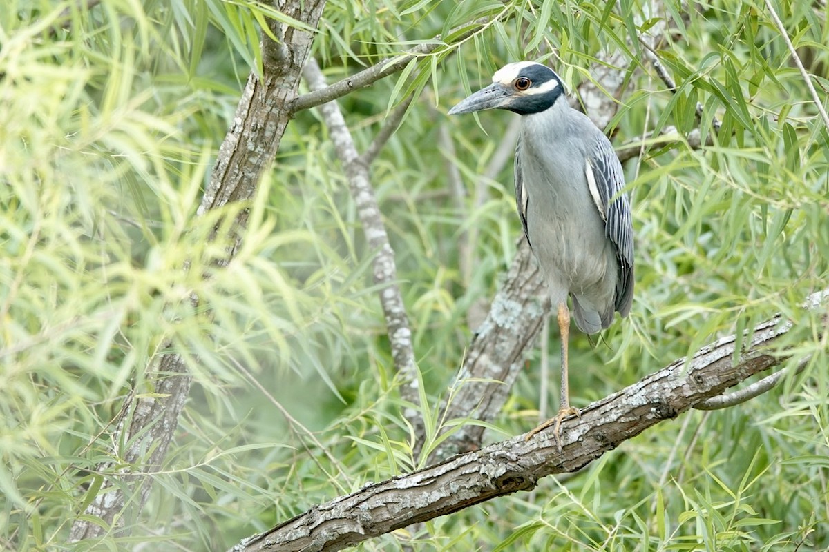 Yellow-crowned Night Heron - ML465089351