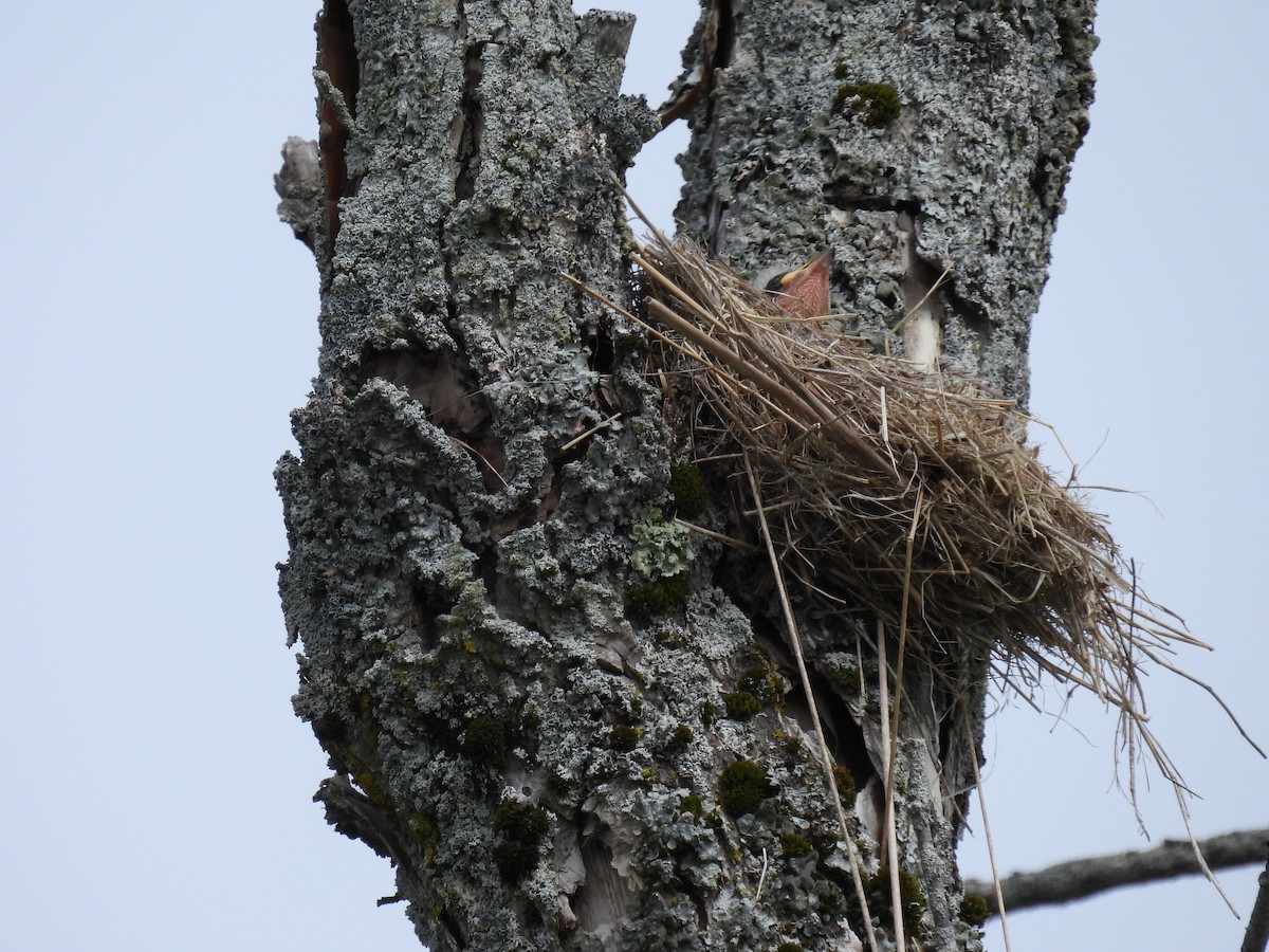 Eastern Kingbird - Trish Berube