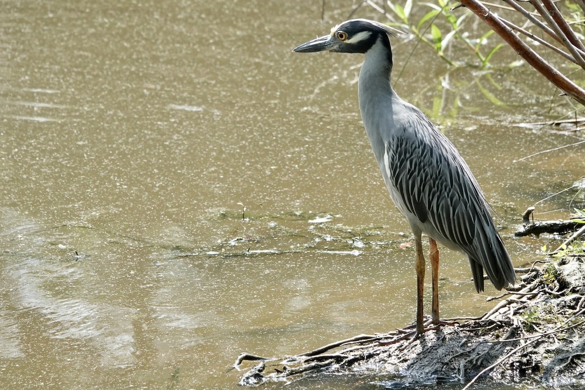 Yellow-crowned Night Heron - ML465089431