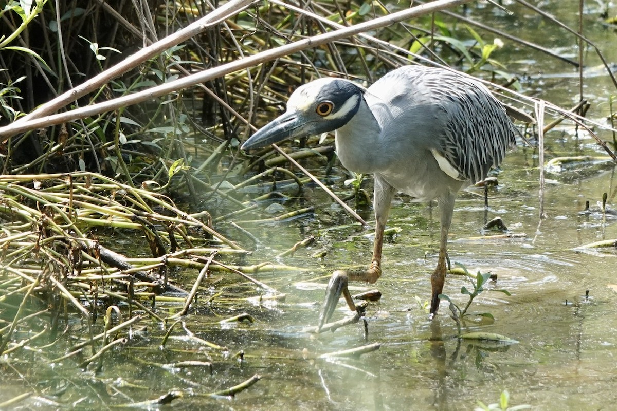 Yellow-crowned Night Heron - ML465089441