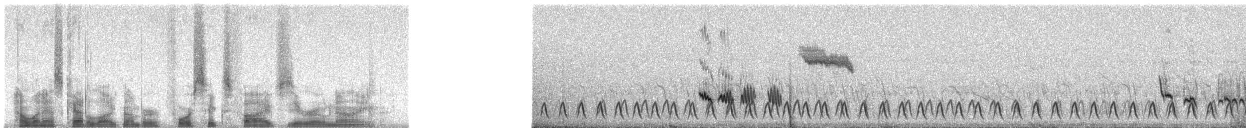 Slender-tailed Nightjar - ML46509