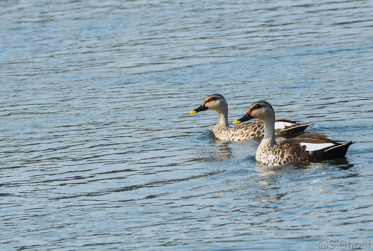 Indian Spot-billed Duck - ML465090221
