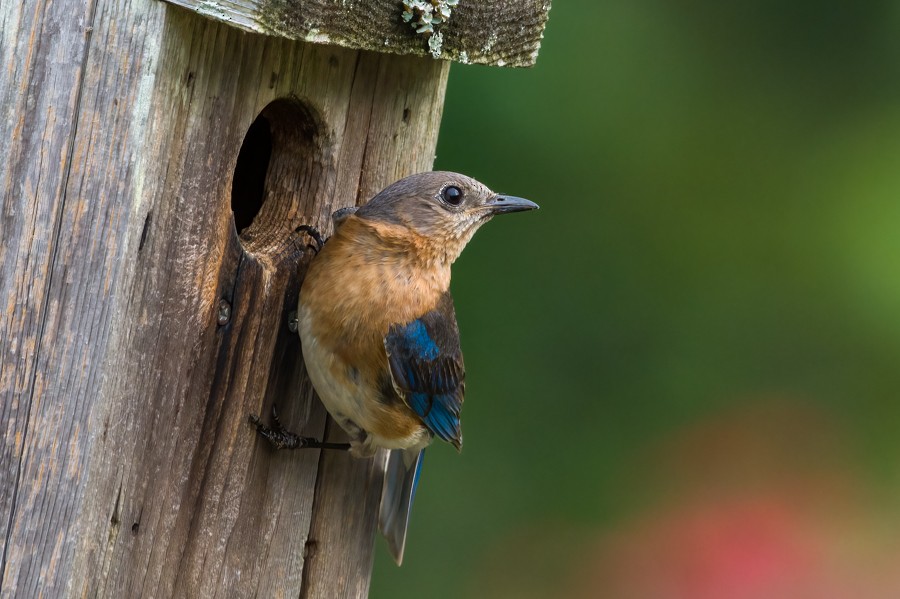 Eastern Bluebird - ML465093341