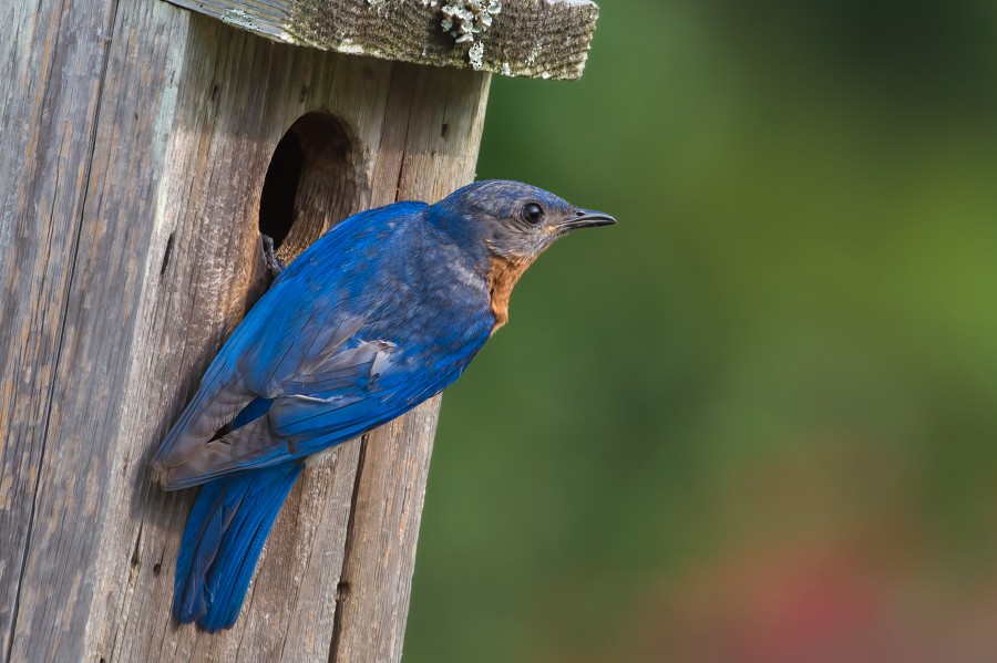 Eastern Bluebird - ML465093351