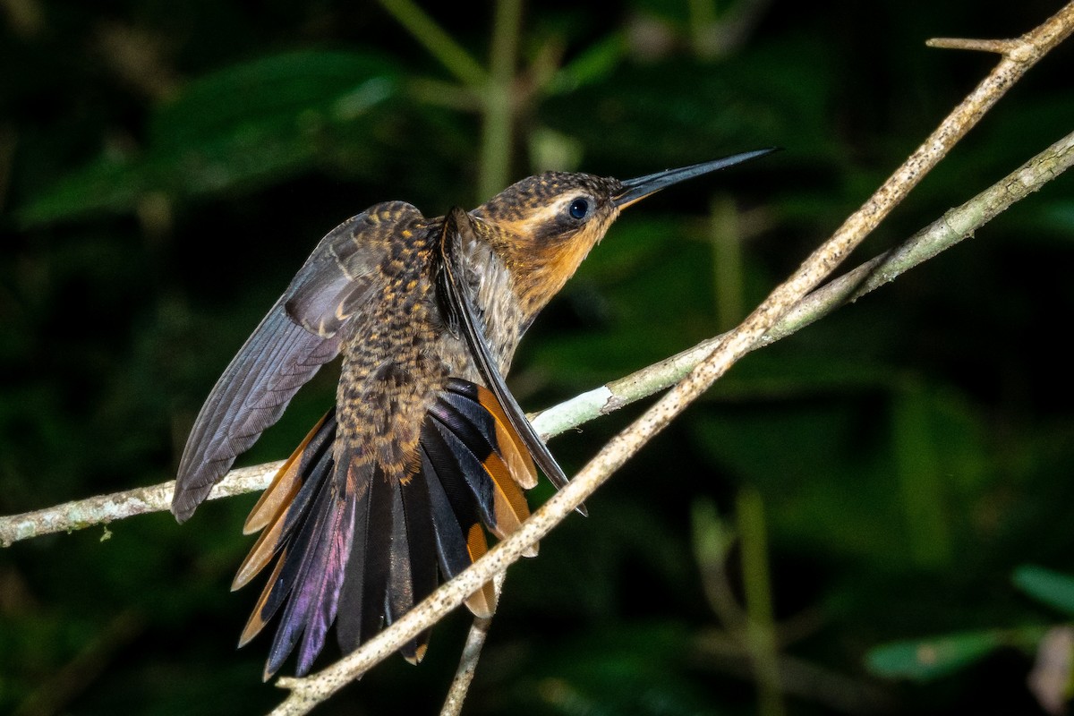 kolibřík pilozobý - ML465093381
