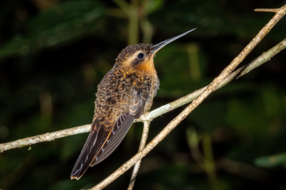 kolibřík pilozobý - ML465093391