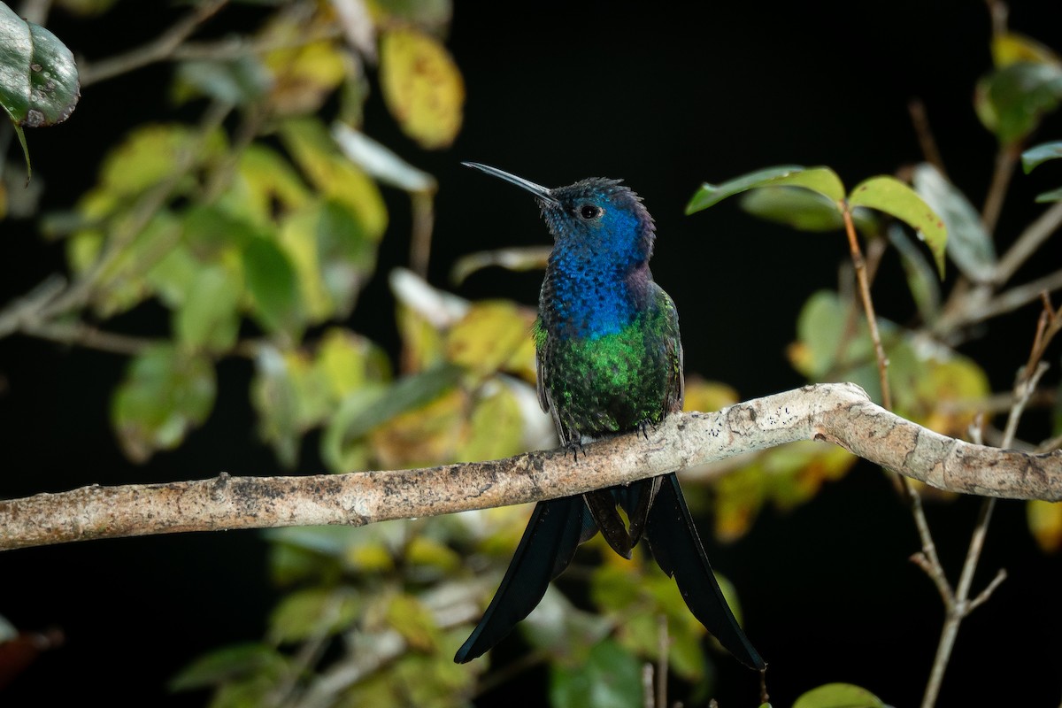 Swallow-tailed Hummingbird - Vitor Rolf Laubé