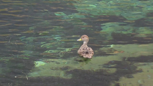 Yellow-billed Pintail (South Georgia) - ML465093611