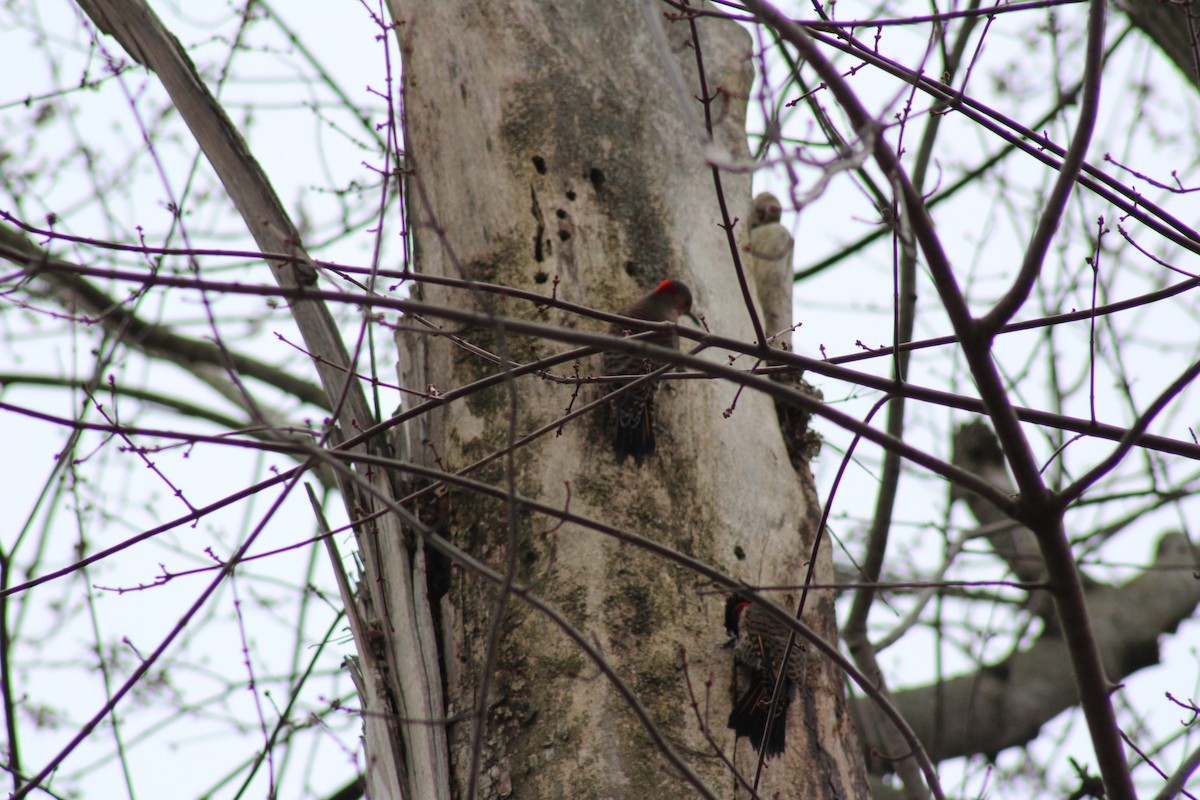 Northern Flicker - ML46509401