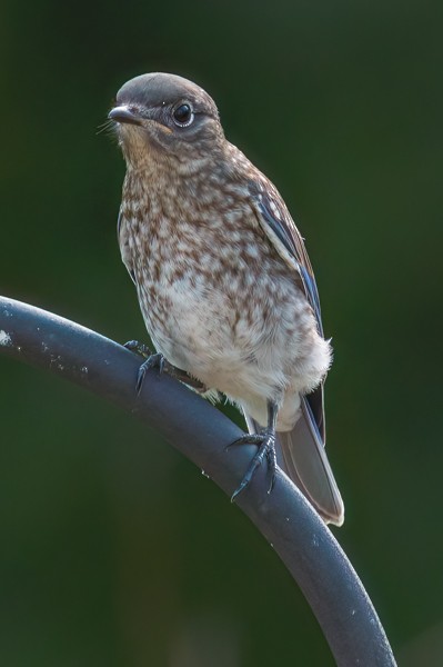 Eastern Bluebird - ML465095511