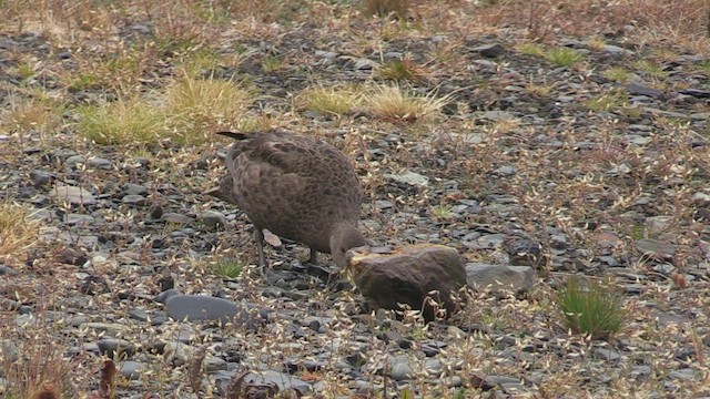 ostralka žlutozobá (ssp. georgica) - ML465095541