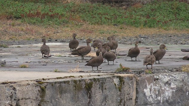 Yellow-billed Pintail (South Georgia) - ML465096181