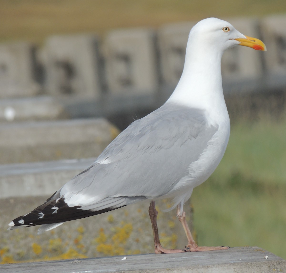 European Herring Gull - ML465097171