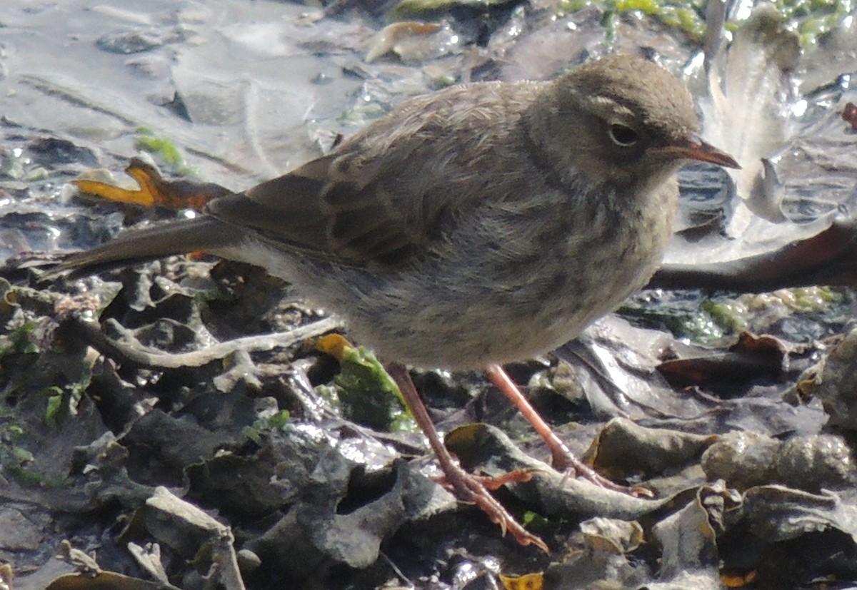 Rock Pipit - ML465097251