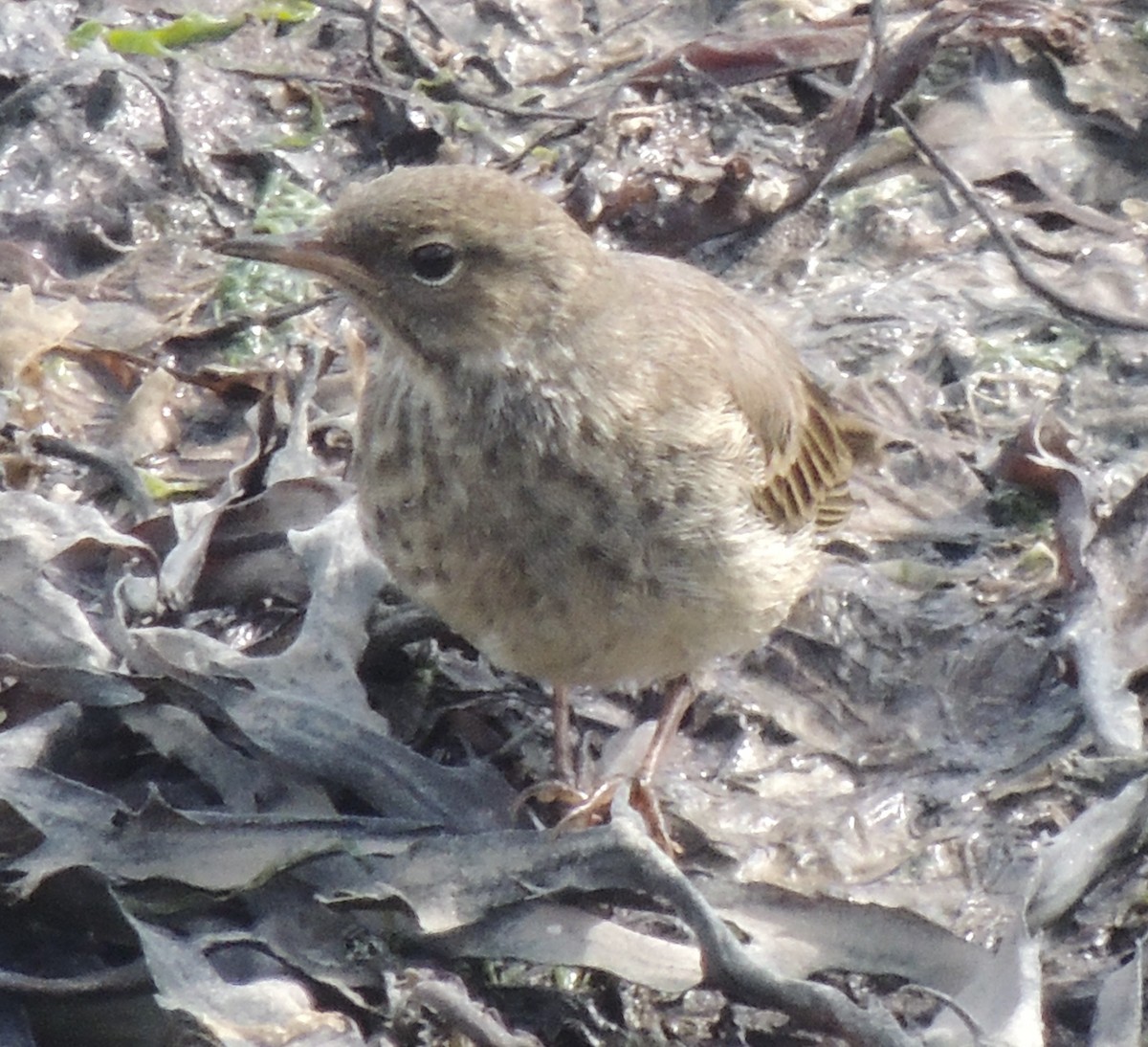 Rock Pipit - ML465097261