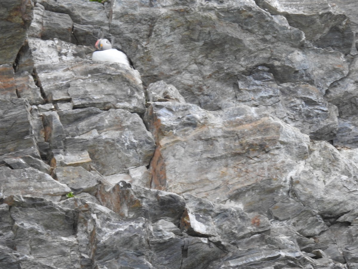 Atlantic Puffin - ML465097991