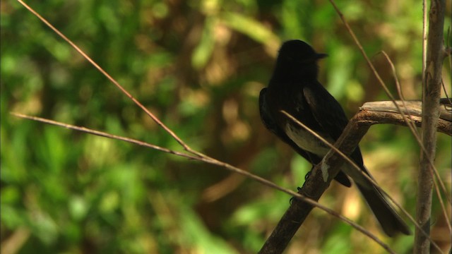 Moucherolle noir (groupe nigricans) - ML465098