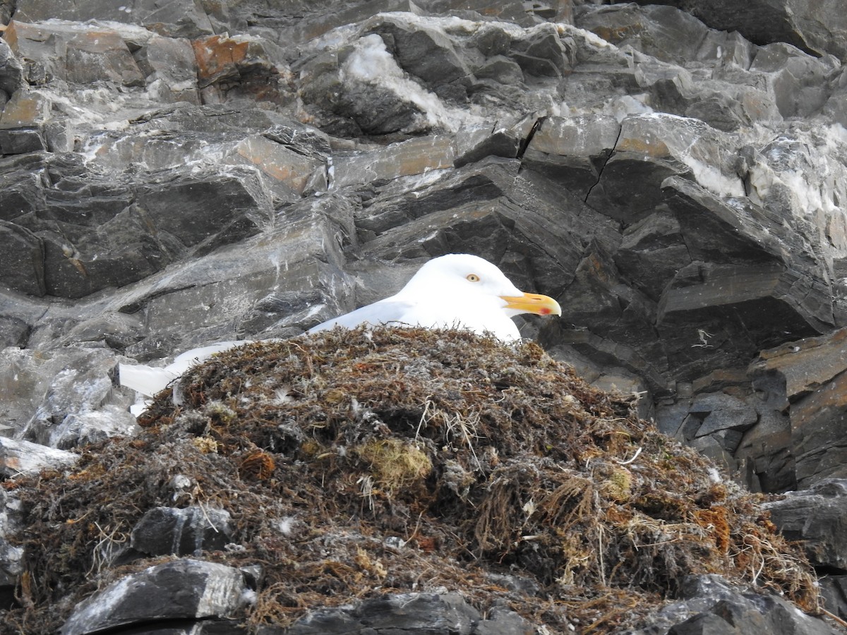 Glaucous Gull - ML465098661