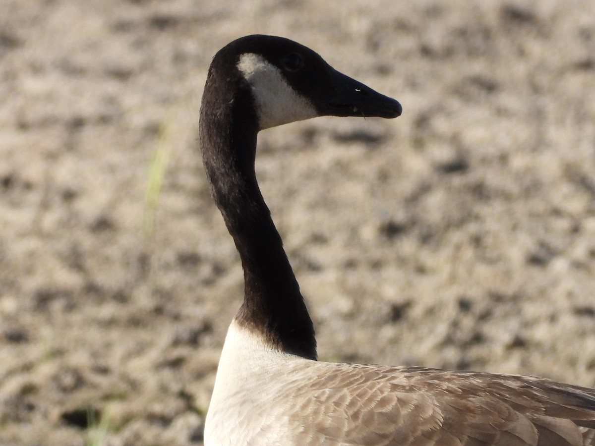 Canada Goose - ML465098991