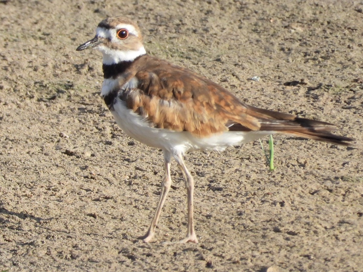 Killdeer - ML465099911