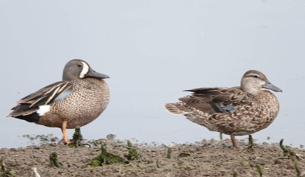 Blue-winged Teal - ML465101701