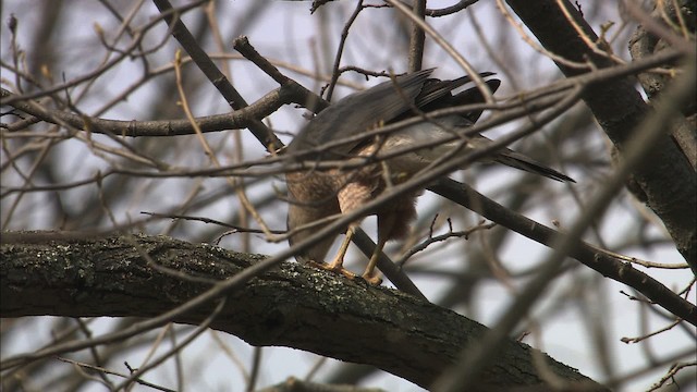 Cooper's Hawk - ML465102