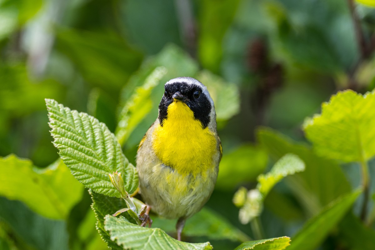 Common Yellowthroat - Frank King