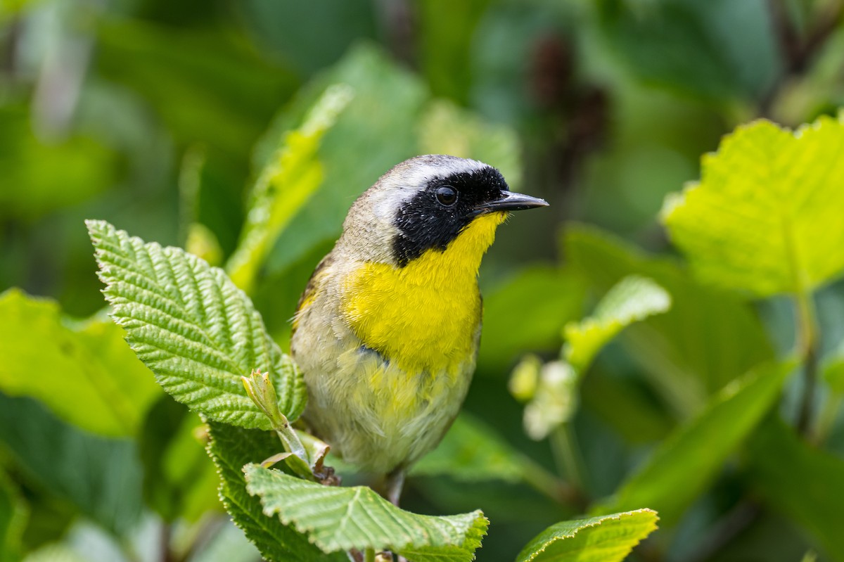 Common Yellowthroat - ML465102641