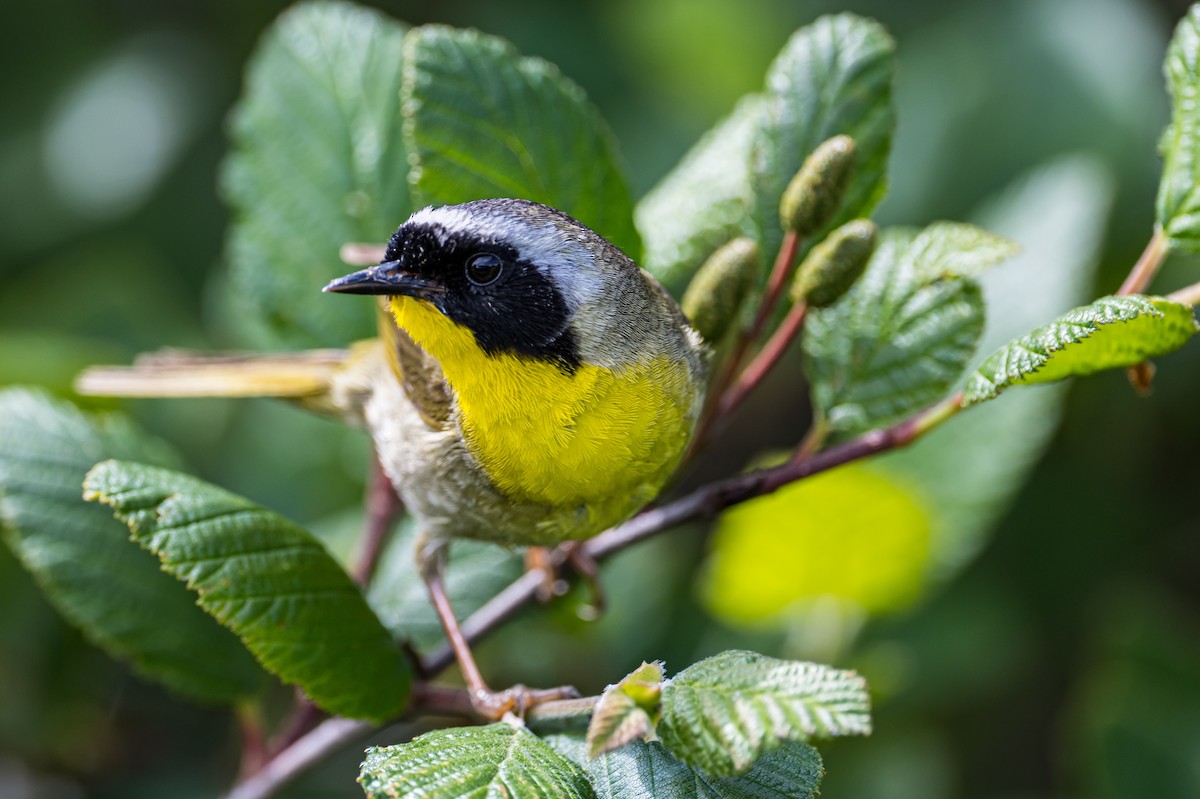 Common Yellowthroat - ML465102651